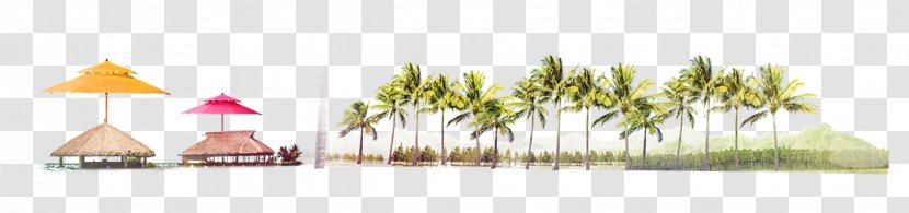 Paper Brand - Home - Coconut Tree Transparent PNG