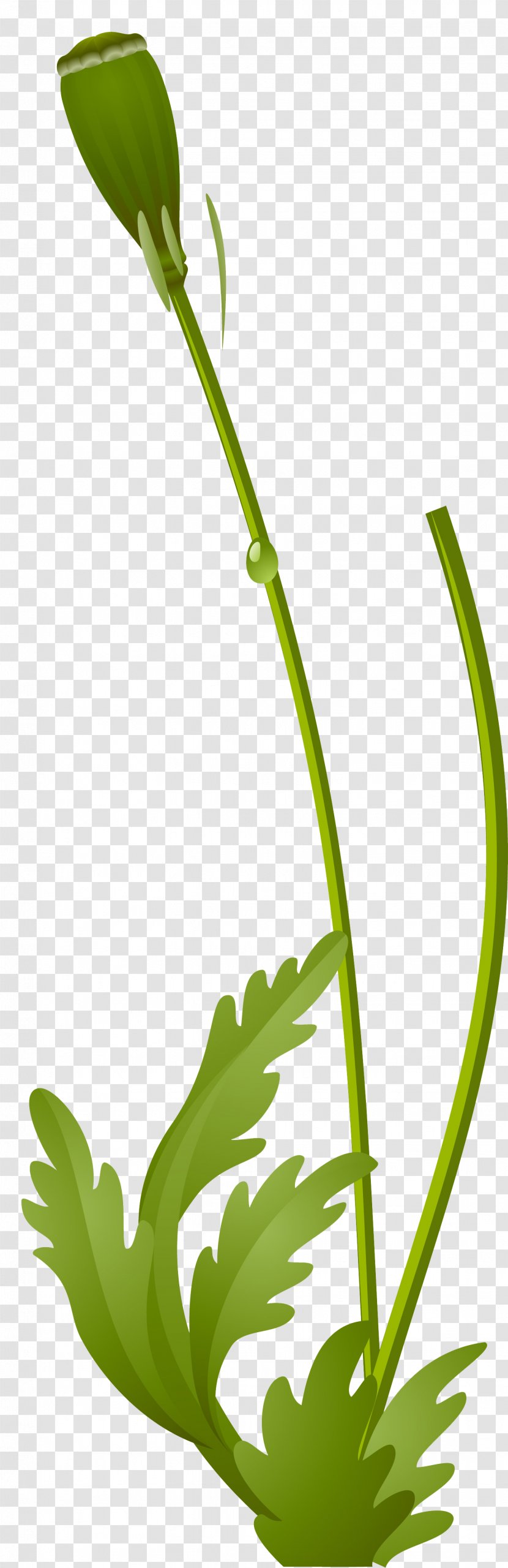 Flower Plant Stem Poppy Clip Art - Clipart Transparent PNG