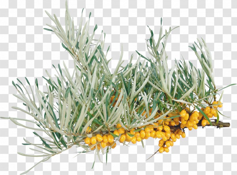 Grasses Herb - Photoscape - Sea Buckthorn Transparent PNG