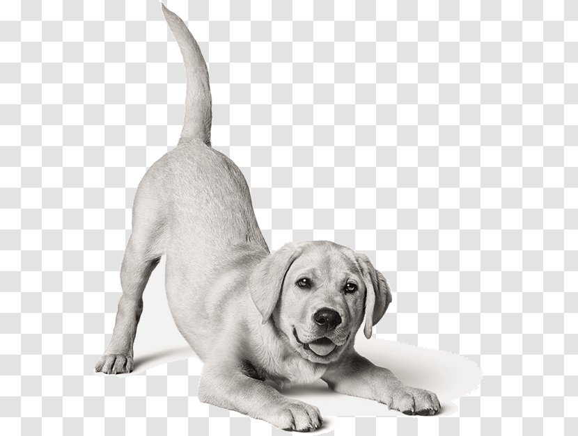 Labrador Retriever Puppy Dog Breed Cat Food - Tail Transparent PNG