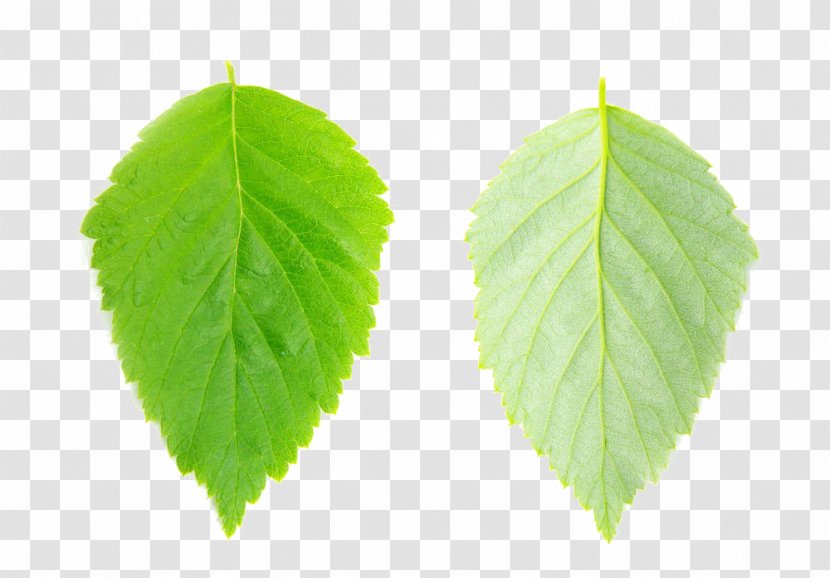 Leaf Vecteur - Vegetable - Leaves Transparent PNG