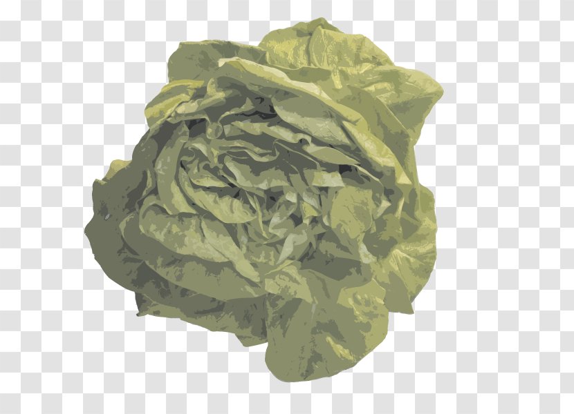 Euclidean Vector Vegetable Fruit - Cabbage Transparent PNG