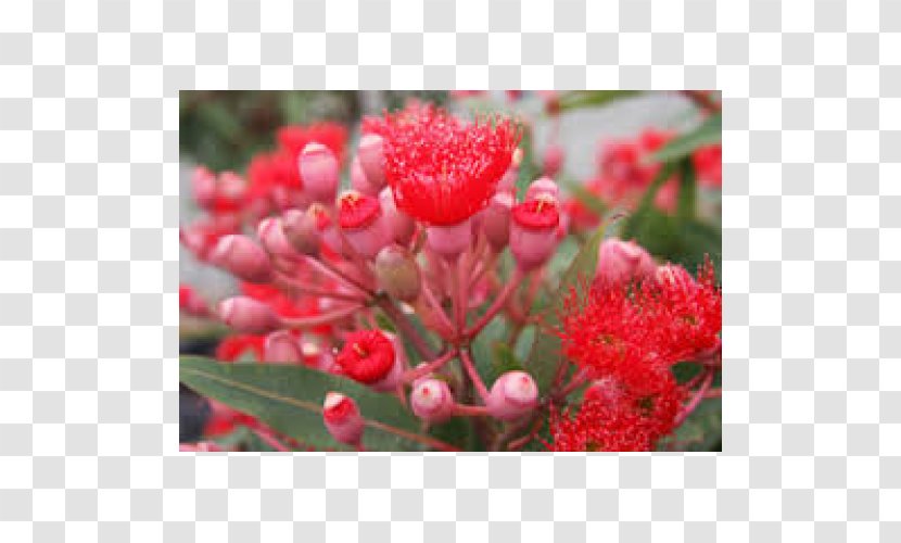 Corymbia Ficifolia Gum Trees Lemon-scented Plant Petal - Red Transparent PNG