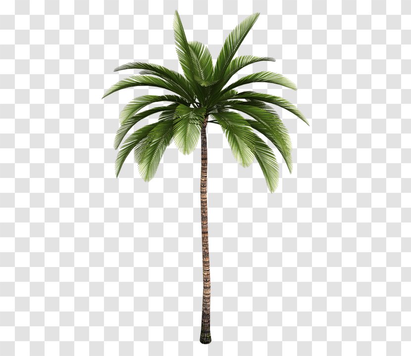 La Santa Market Arecaceae Tree Clip Art - Palm Branch Transparent PNG