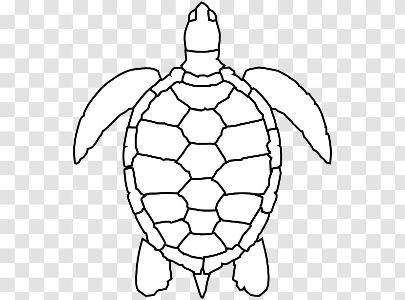 Green Sea Turtle Drawing Clip Art Transparent PNG