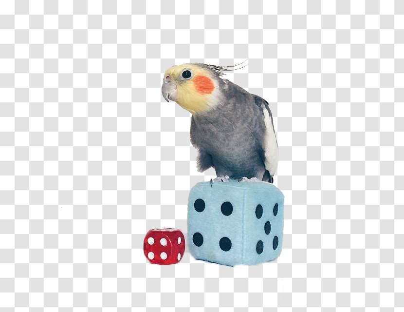 Cockatiel Lovebird True Parrot Parakeet Animal - Common Pet - Cute With Dice Transparent PNG