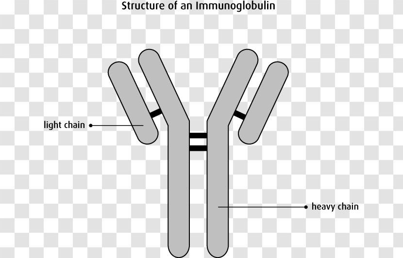 Monoclonal Antibody Immunoglobulin Light Chain Plasma Cell Myeloma Protein - Finger - Blood Transparent PNG