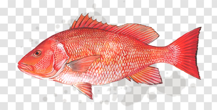 Northern Red Snapper Gulf Of Mexico Fish Products Lane - Vermilion - Seawater Transparent PNG