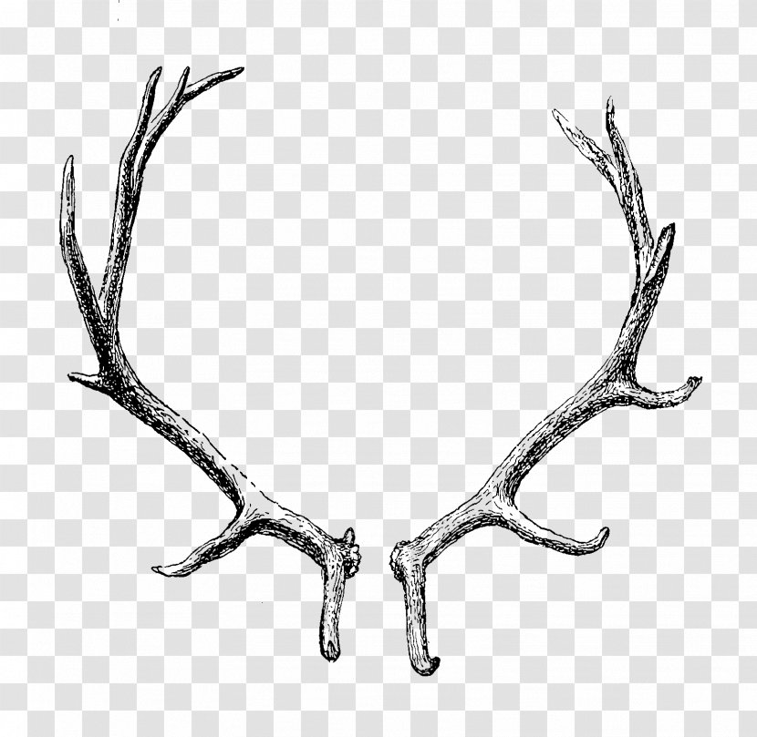 Reindeer Antler Horn Clip Art - Transparent Transparent PNG