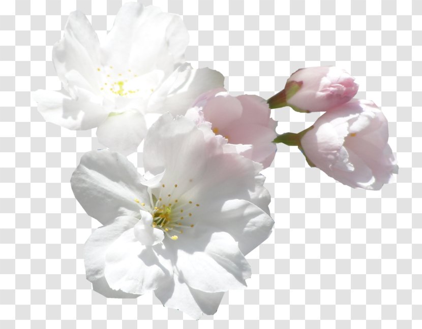 Cut Flowers White Clip Art - Flowering Plant - Flower Transparent PNG