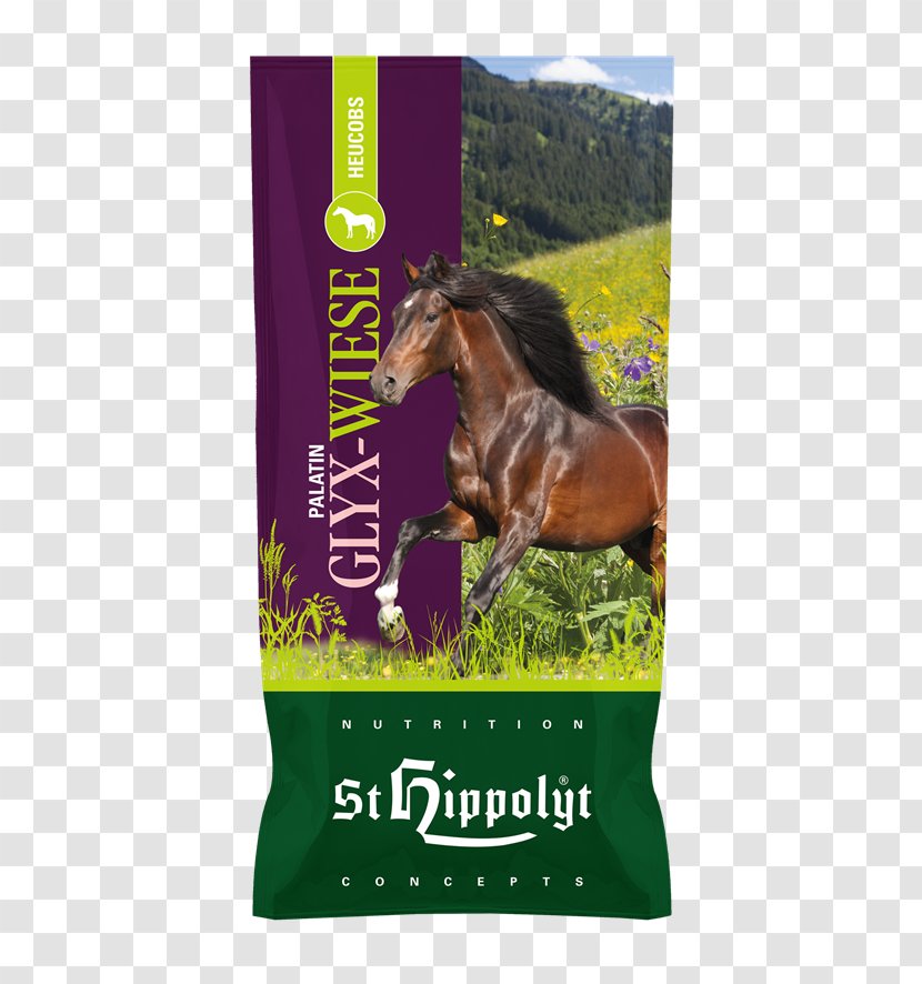 Horse Fodder Dietary Fiber St. Hippolytus Nutrition Concepts GmbH & Co. KG Equine Transparent PNG