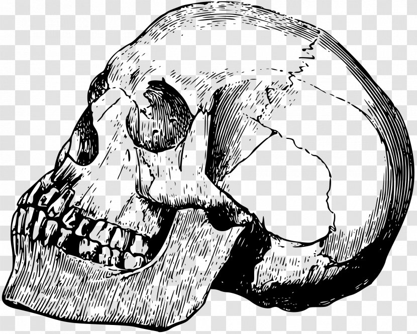 Skull Bone Drawing Calavera - Cartoon - Cranial Skeleton Head Transparent PNG