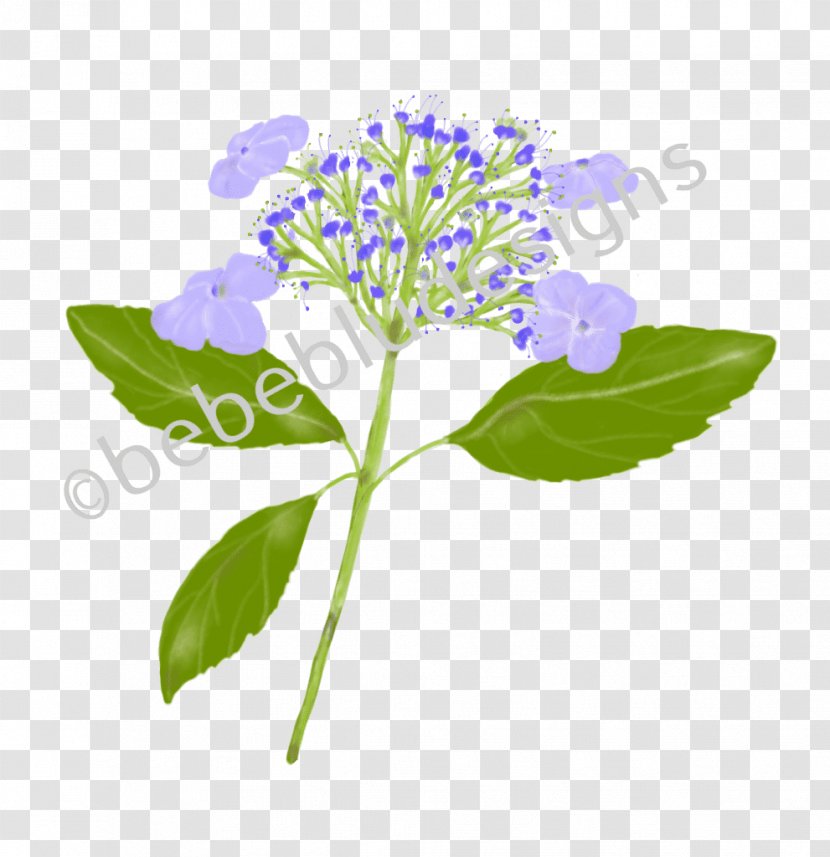 Hydrangea Herbaceous Plant Stem Plants - Leaf - Bluebirds Poster Transparent PNG