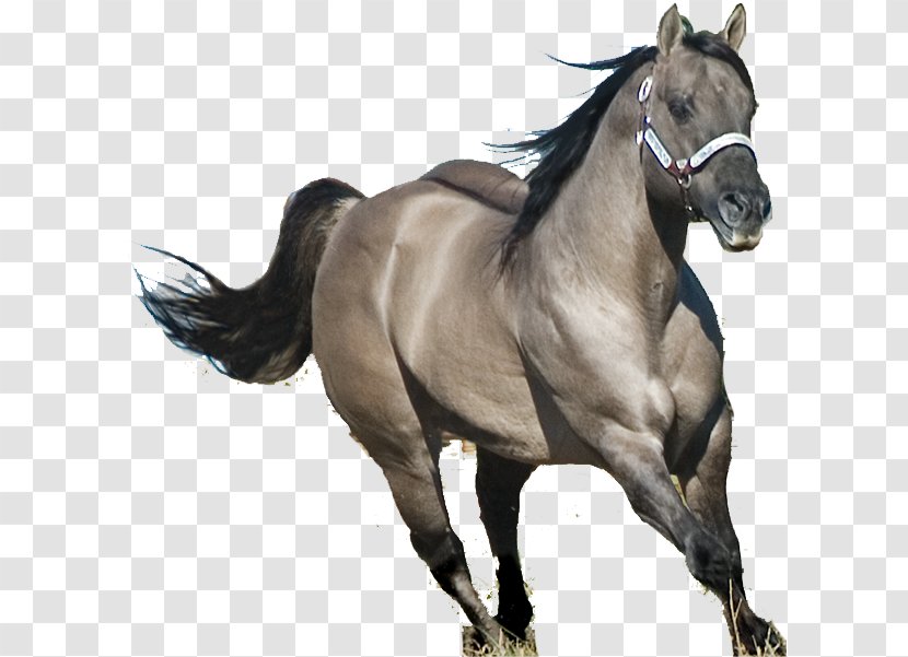 American Quarter Horse Stallion Mane Mustang Mare Transparent PNG