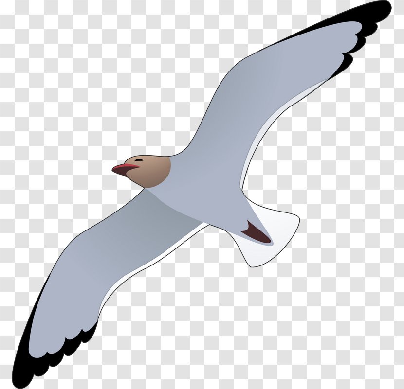 Gulls European Herring Gull Bird Mouette Illustration - Photography - Summer Seagull Icy Transparent PNG