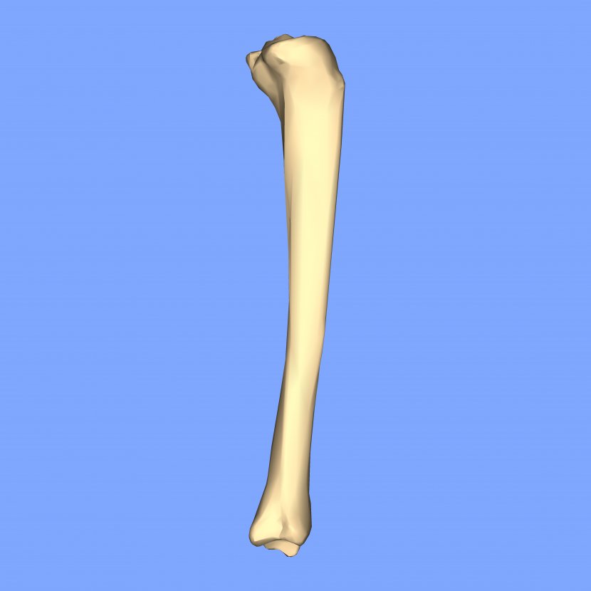Tibia Bone Fibula Femur Crus Fracture - Joint - VIEW Transparent PNG
