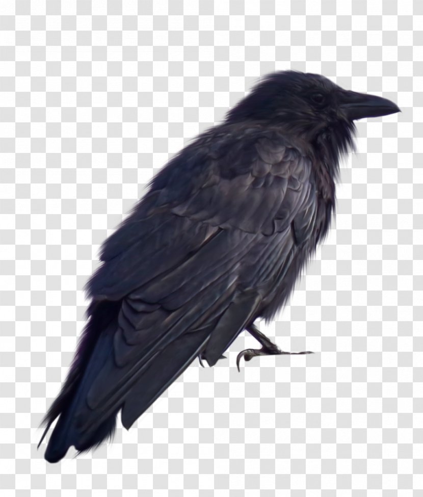 Crows DeviantArt - Feather - Crow Transparent PNG