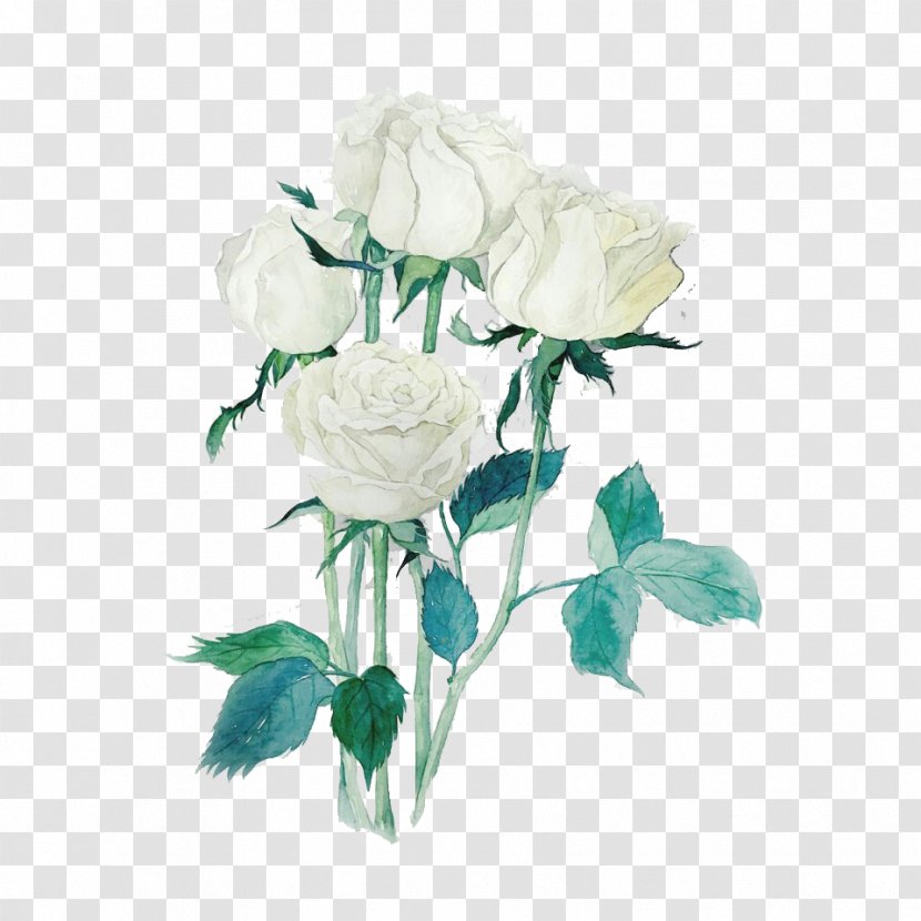 Garden Roses Beach Rose Centifolia White Watercolor Painting - Floristry - Free To Pull Material Transparent PNG