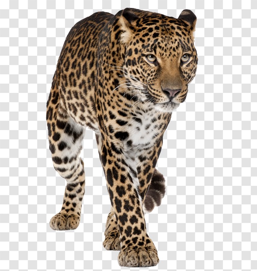 Jaguar Felidae Snow Leopard Clip Art - Amur Transparent PNG
