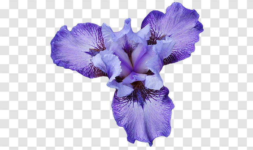 Northern Blue Flag Iris Flower Data Set - Violet Family Transparent PNG
