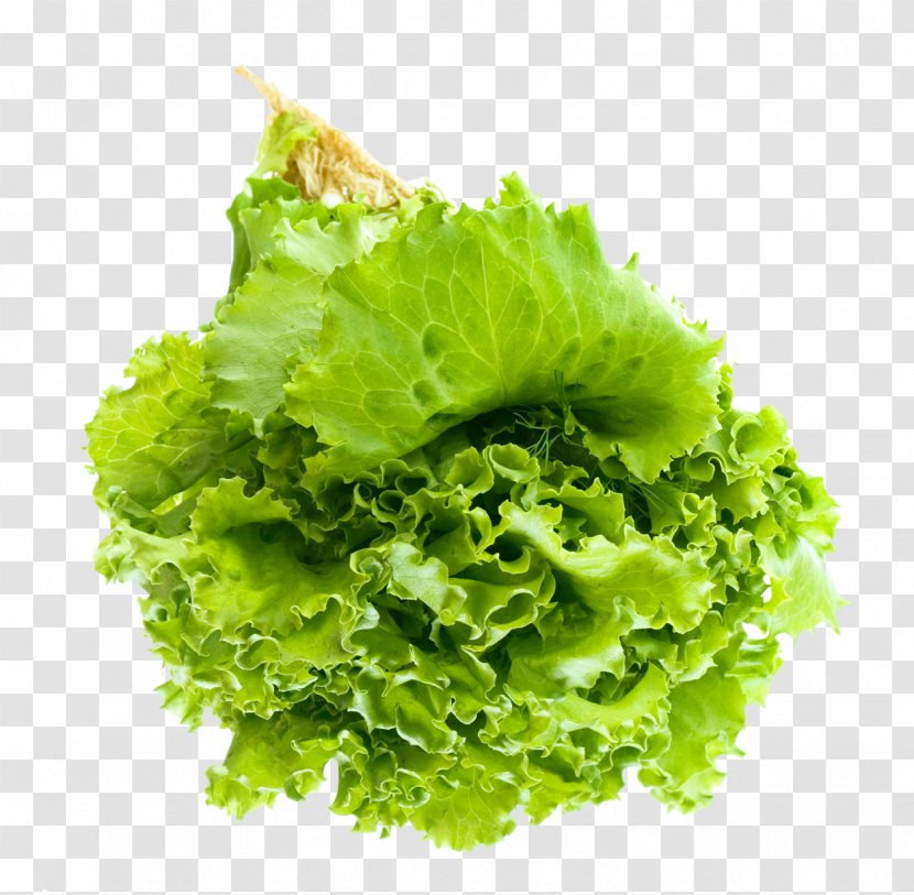 Vegetable Lettuce Clip Art - Salad Leaf Transparent PNG