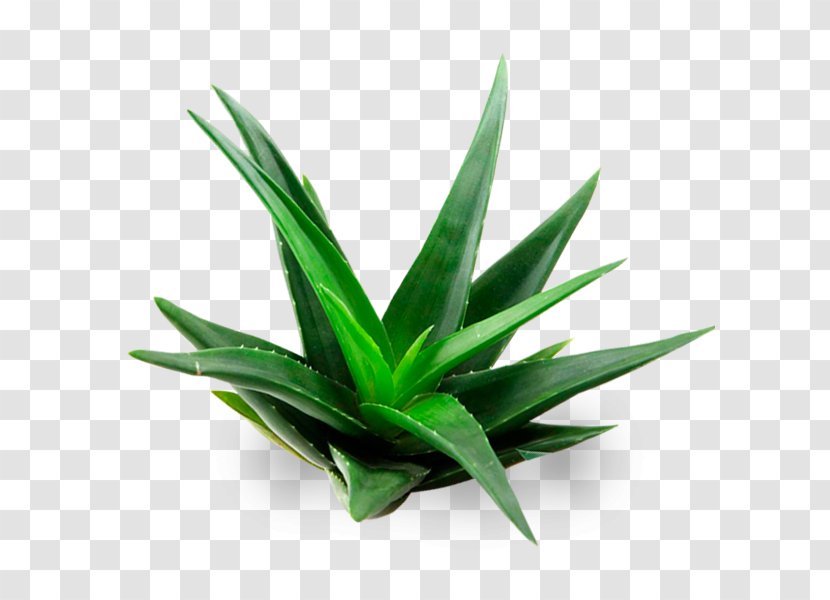 Aloe Vera Plant Gel Aloin - Xanthorrhoeaceae Transparent PNG