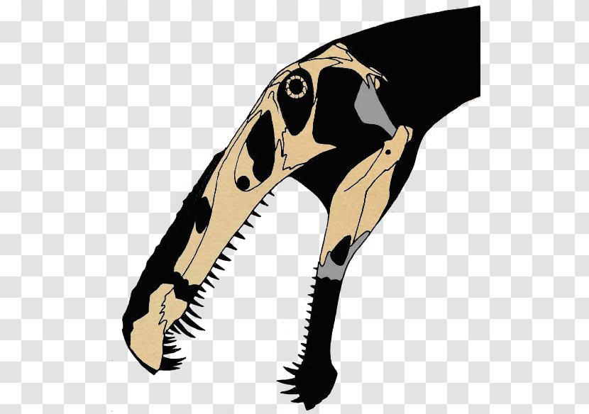 Irritator Spinosaurus Siamosaurus Ichthyovenator Suchomimus - Beak - Dinosaur Transparent PNG