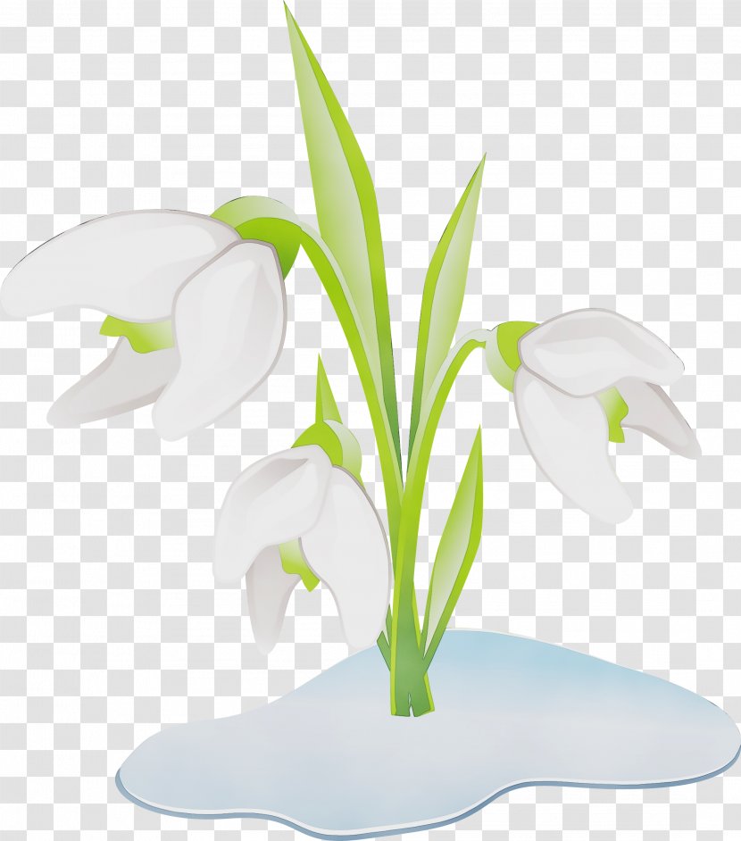 Snowdrop White Flower Plant Clip Art - Leaf Petal Transparent PNG
