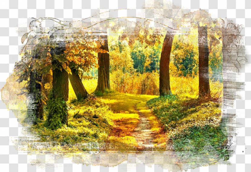 Forest Tree Autumn Nature Landscape - Leaf Transparent PNG