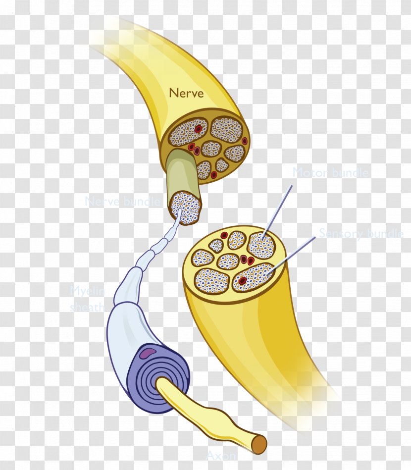 Banana Font Transparent PNG