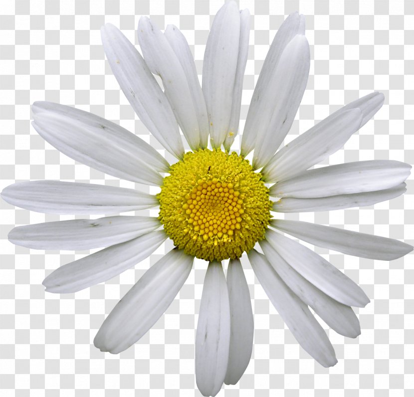 Matricaria Chamomile Photography Flower - Daisy Transparent PNG