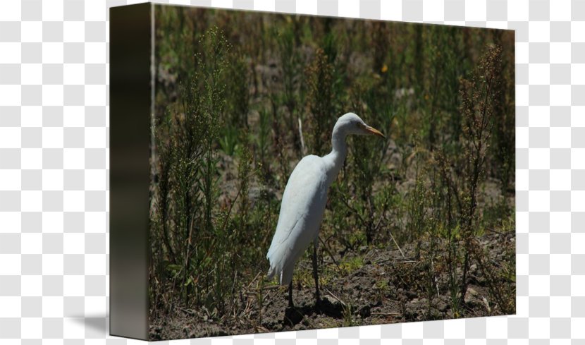 Great Egret Ibis Fauna Stork Ecosystem - Cattle Transparent PNG