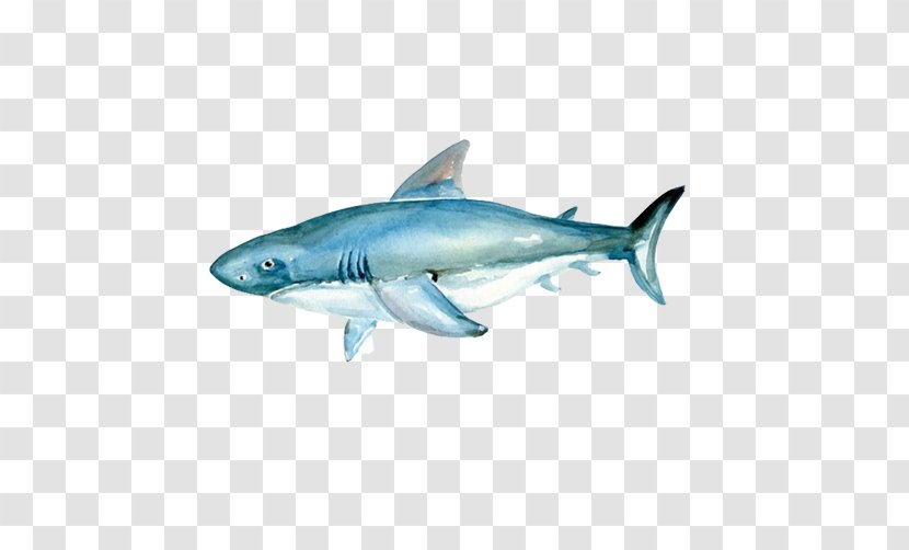 Tiger Shark Watercolor Painting Great White - Fish - Sharks Material Picture Painted Figure Transparent PNG