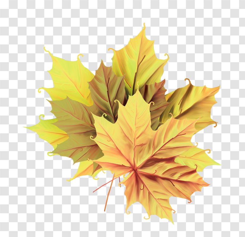 Image Leaf Autumn Clip Art - Color - Autum Streamer Transparent PNG