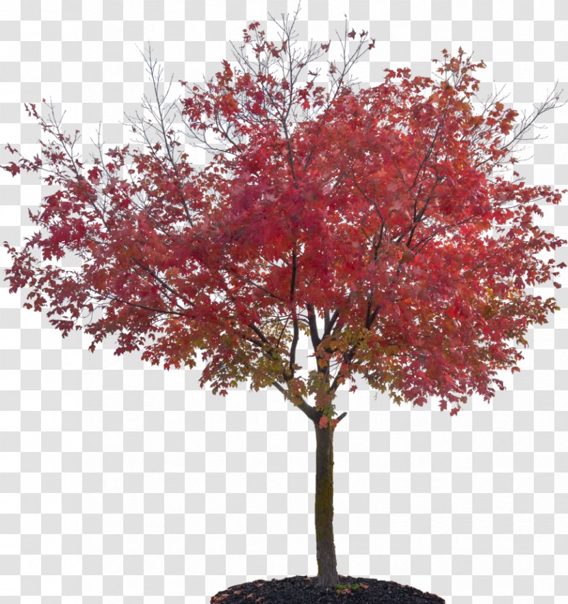 Tree Sugar Maple Red Japanese Plant - Love Transparent PNG