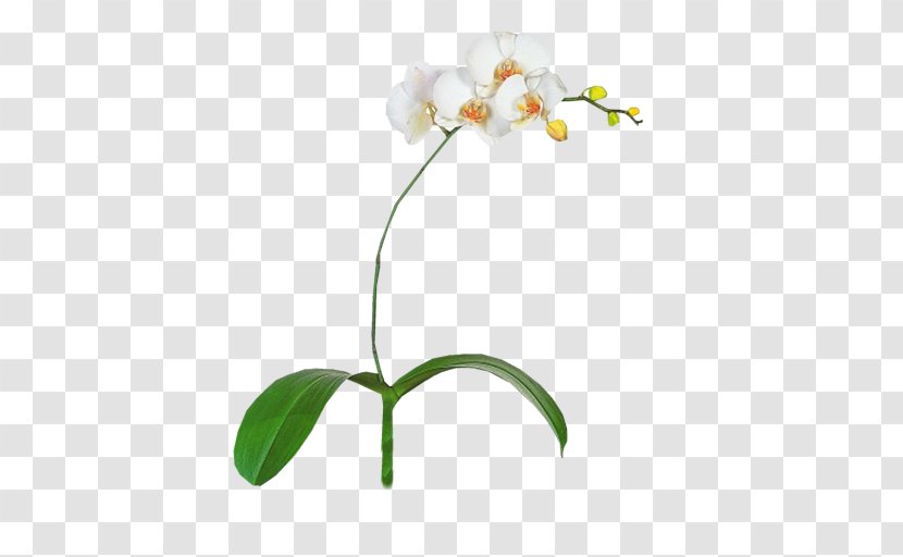 Moth Orchids Image File Formats Plant - Text - Orchid Transparent PNG