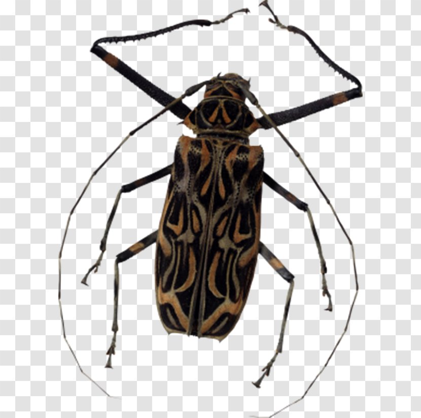 Insect Clip Art - Photography - Markings Beetle Transparent PNG