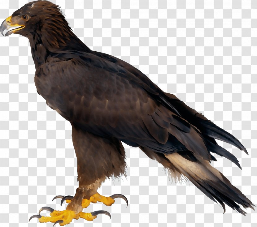 Golden Background - Paint - Wing Vulture Transparent PNG