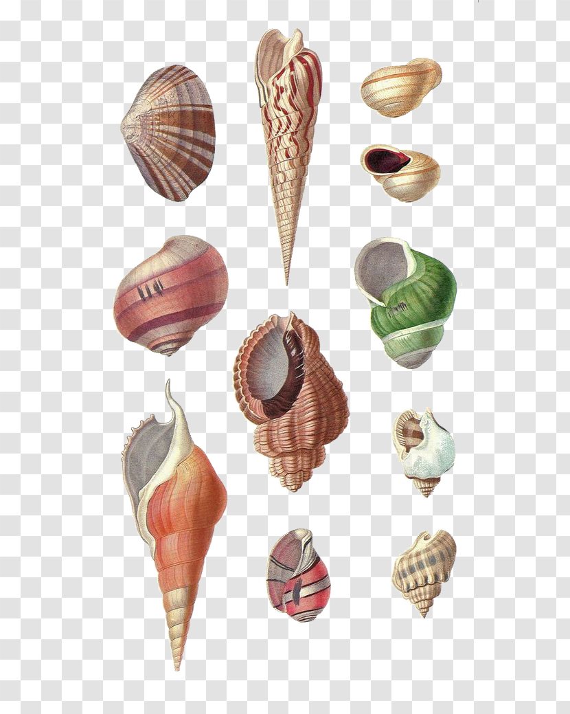Seashell Conch Mollusc Shell Drawing - Coast - Hand-painted Transparent PNG
