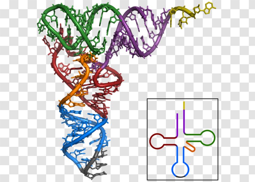 Transfer RNA Messenger Translation Structure - Area - Rna Silencing Transparent PNG