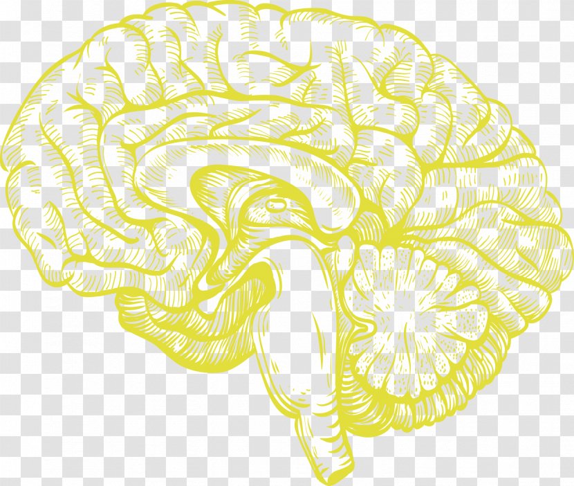 The Stimulated Brain: Cognitive Enhancement Using Non-Invasive Brain Stimulation Human Transcranial Direct-current Agy - Tree Transparent PNG