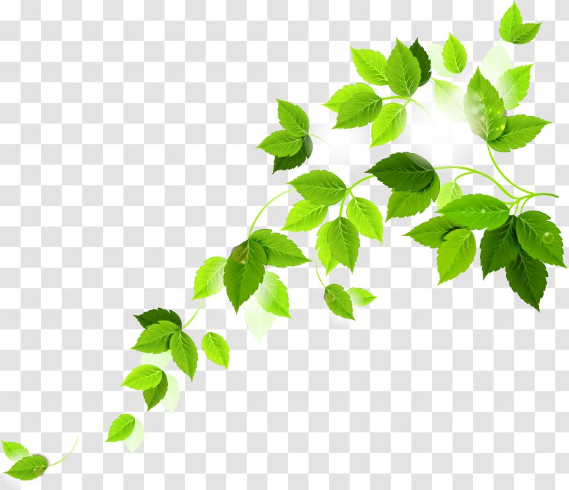 Leaf - Grass - Design Transparent PNG