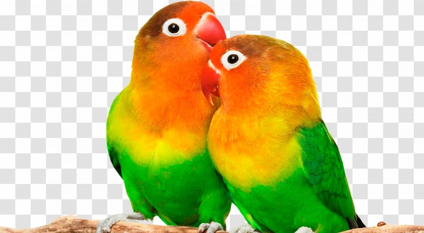 Grey-headed Lovebird Parrot Desktop Wallpaper - Bird Transparent PNG