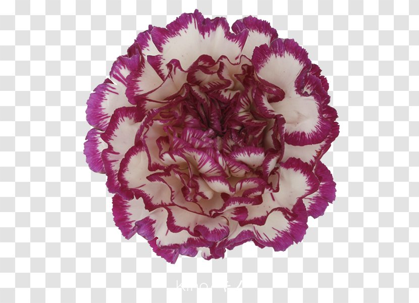 Carnation Cut Flowers Pink Petal - Flower - CARNATION Transparent PNG