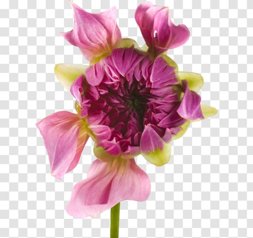 Dahlia Cut Flowers Rose Plant - Herbaceous - Flower Transparent PNG