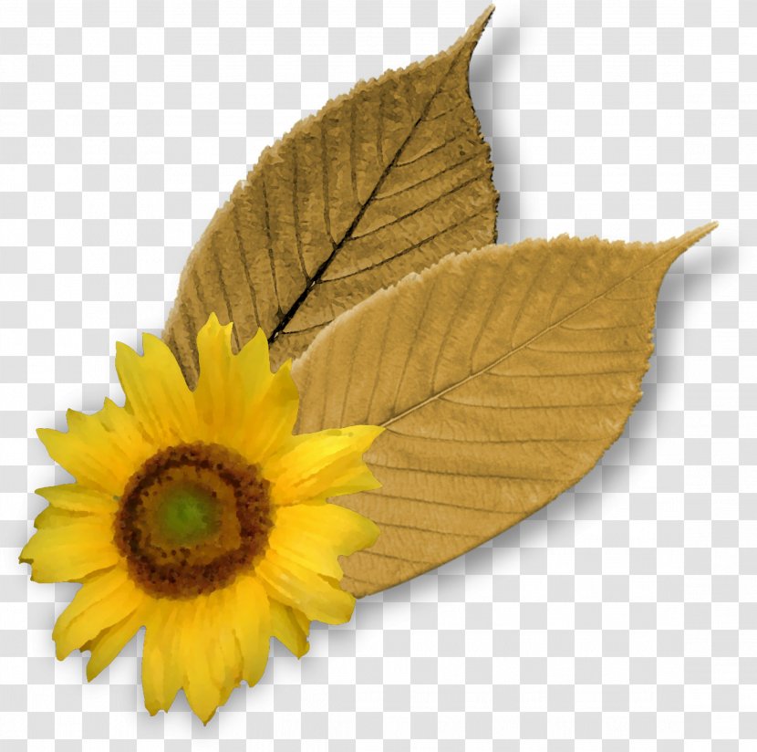 Common Sunflower Leaf Petal Transparent PNG