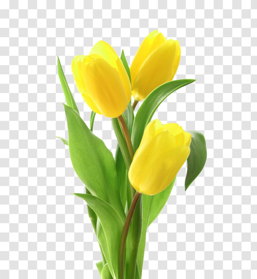 Tulip Flower Bouquet Yellow - White Transparent PNG