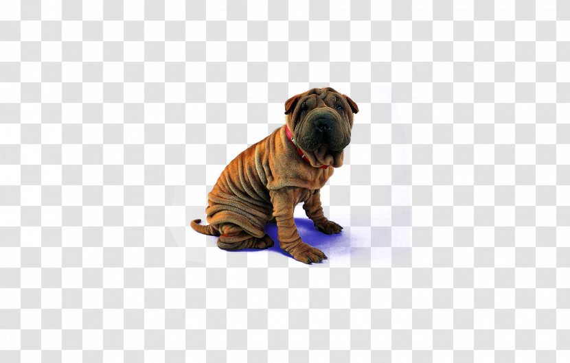 Shar Pei English Mastiff Tibetan Bullmastiff Beagle - Dog Breed Transparent PNG