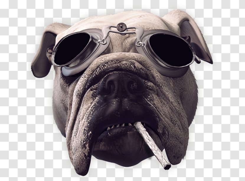 Pug Dirty Dynamite Dög Song Krokus Toy Dog - Animals - Breed Transparent PNG