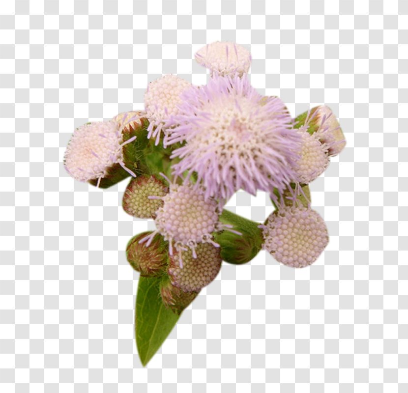 Milk Thistle Plant - Flower - Pink Picture Material Transparent PNG